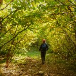 Tunnel di alberi verso Alboin